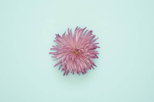 pexels photo 1037997